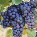 steuben_grapes.jpg