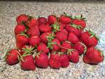 Rainier strawberries