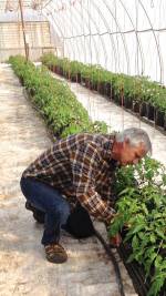 Rich at Kittitas Valley Greenhouses and hydroponic tomatoes