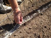 Planting peas inoculated with rhizobial bacteria
