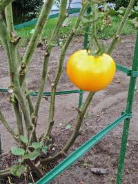 Denuded tomato plant