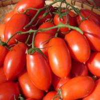 Romalina tomato from Adaptive Seeds
