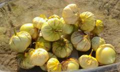 An unknown variety of tomatillo