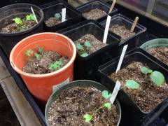 Transplanted seedlings from seeding and transplanting workshop