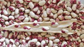 Rockwell bush beans with shell