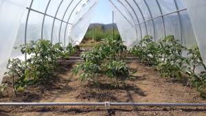 Tomatoes look strong. All plants are flowering at the end of May Tomatoes look strong. All plants are flowering at the end of May