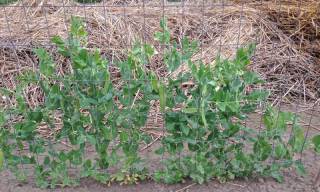 Fall peas with lots of pods at 45 days