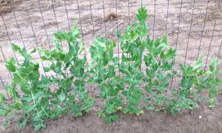 Fall peas with pods forming at 35 days