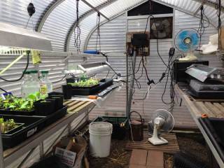 Our greenhouse propagation room