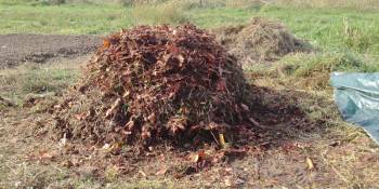 Junk compost of corn stalks and husks, weeds and leaves