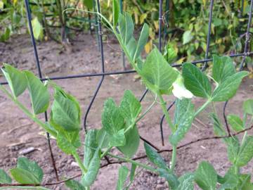 Fall peas began to flower at 30 days