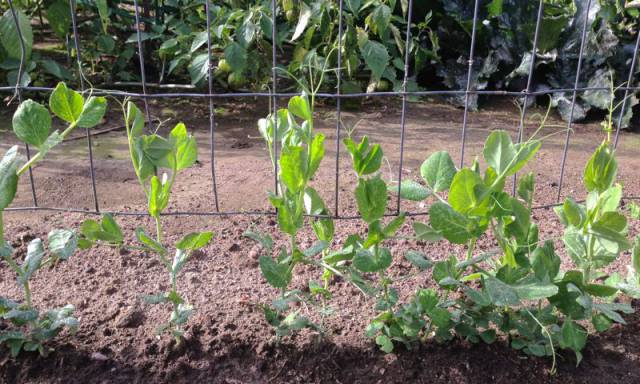 Fall peas after 27 days