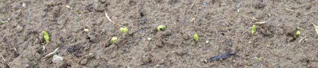 Peas for fall are germinating much better than our spring seeding